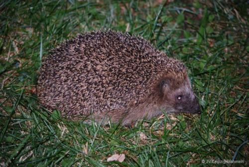 20160828 Auensee (54)